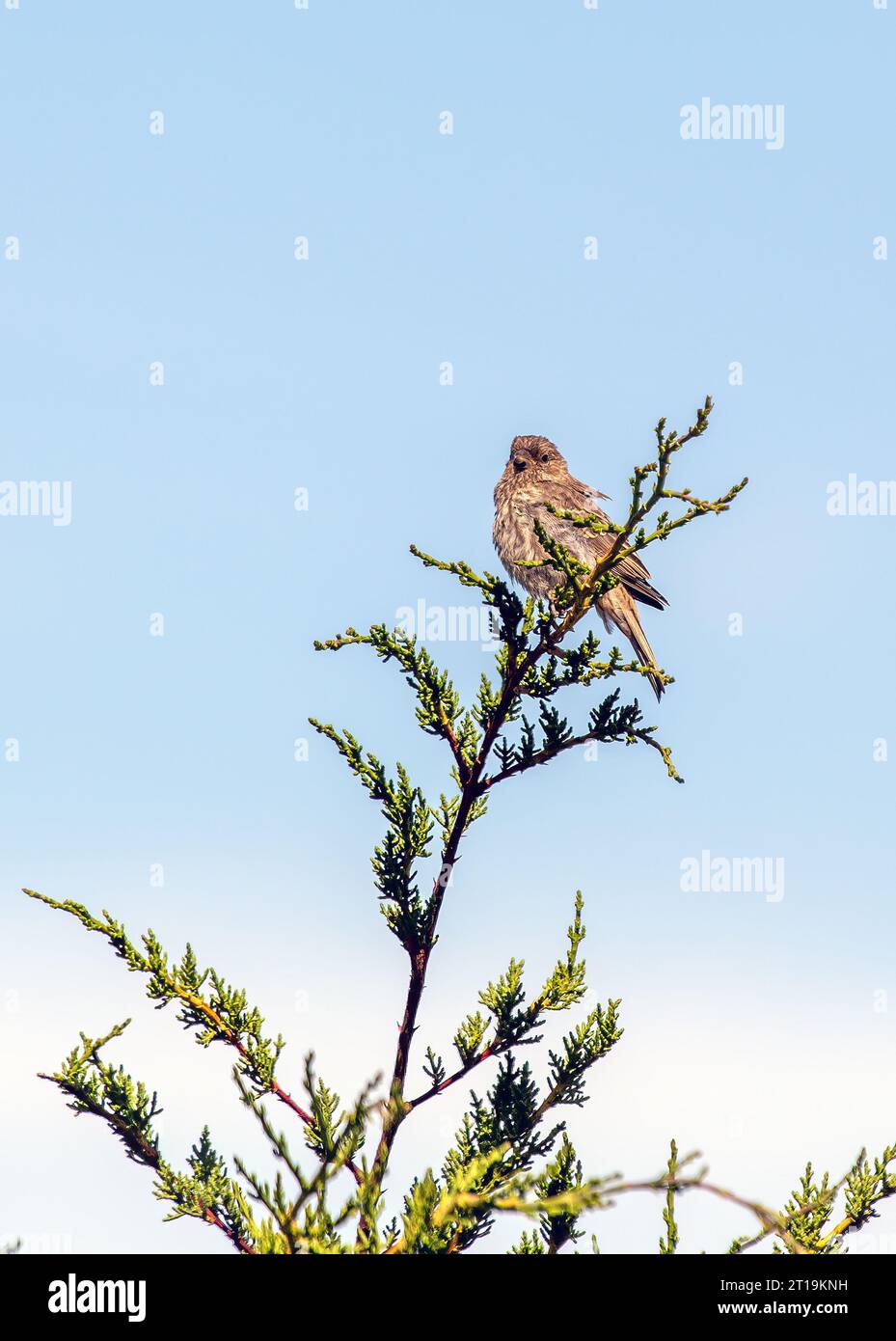 Il Finch della Casa (Haemorhous mexicanus), un piccolo uccello comunemente visto in Nord America. Foto Stock