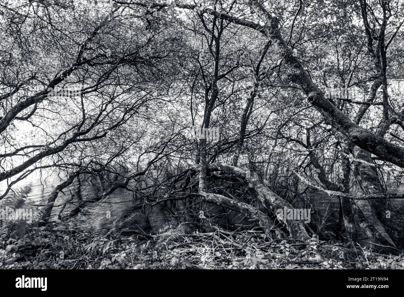 Bosco monocromatico atmosferico con ombre profonde Foto Stock