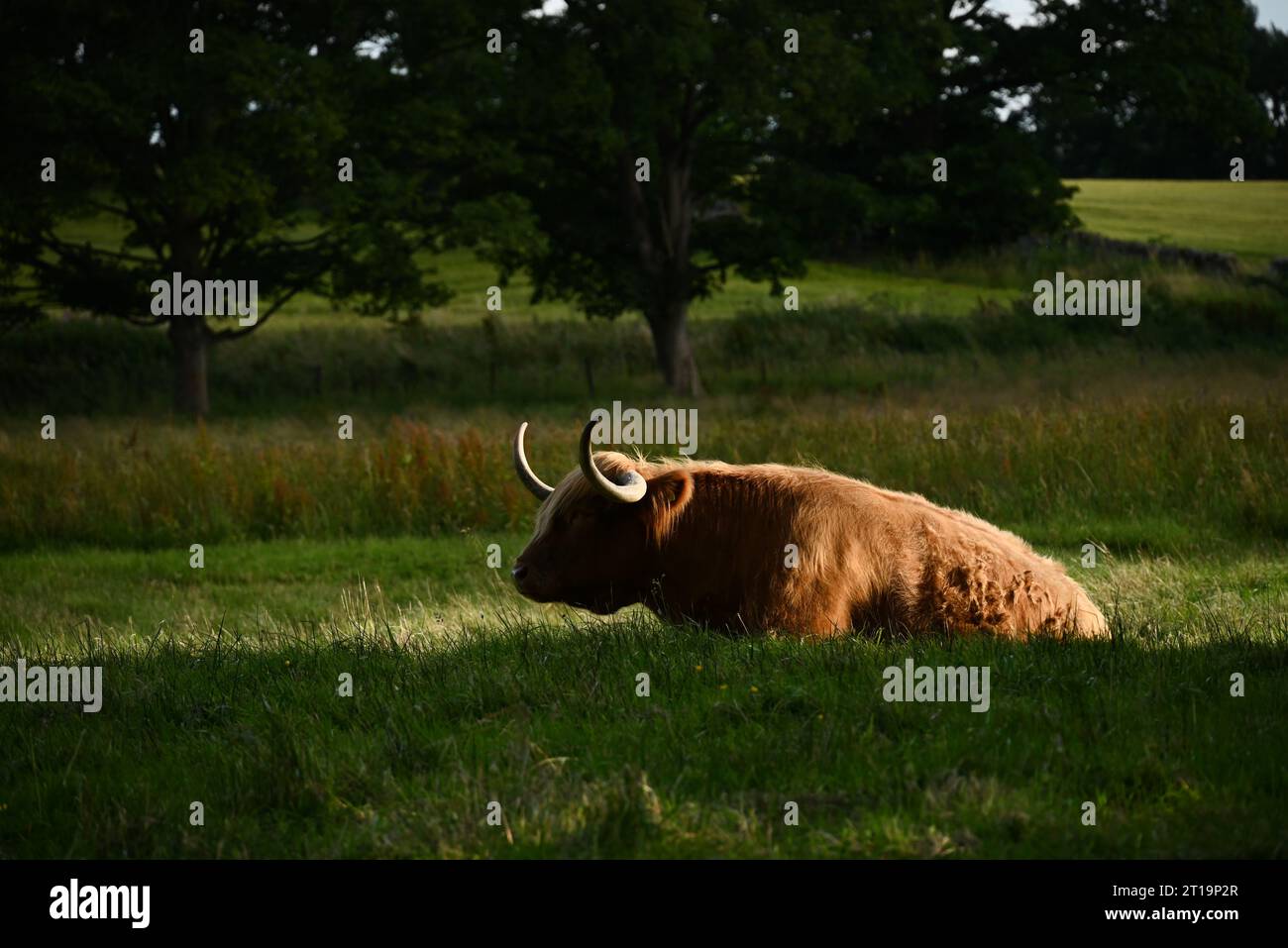 Un tranquillo e peloso coos o una mucca delle Highland in un campo vicino a Edimburgo, in Scozia. Foto Stock