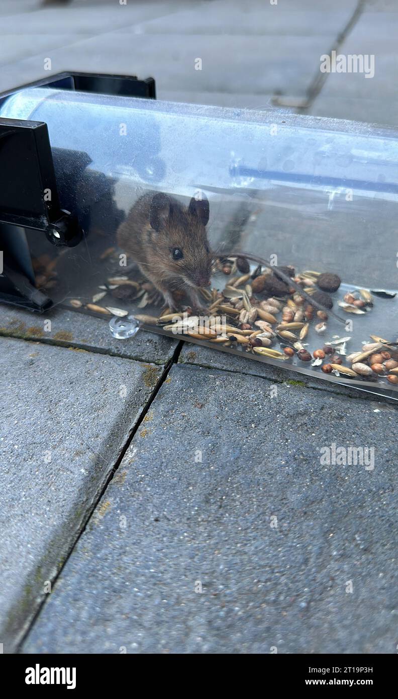 Topo vivo in un mousetrap Foto Stock