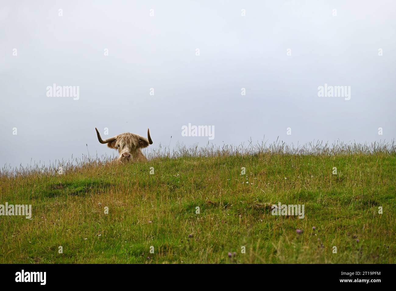 Una mucca pelosa, o mucca delle Highland, vicino a Idrigil, nell'isola di Skye, in Scozia. Foto Stock
