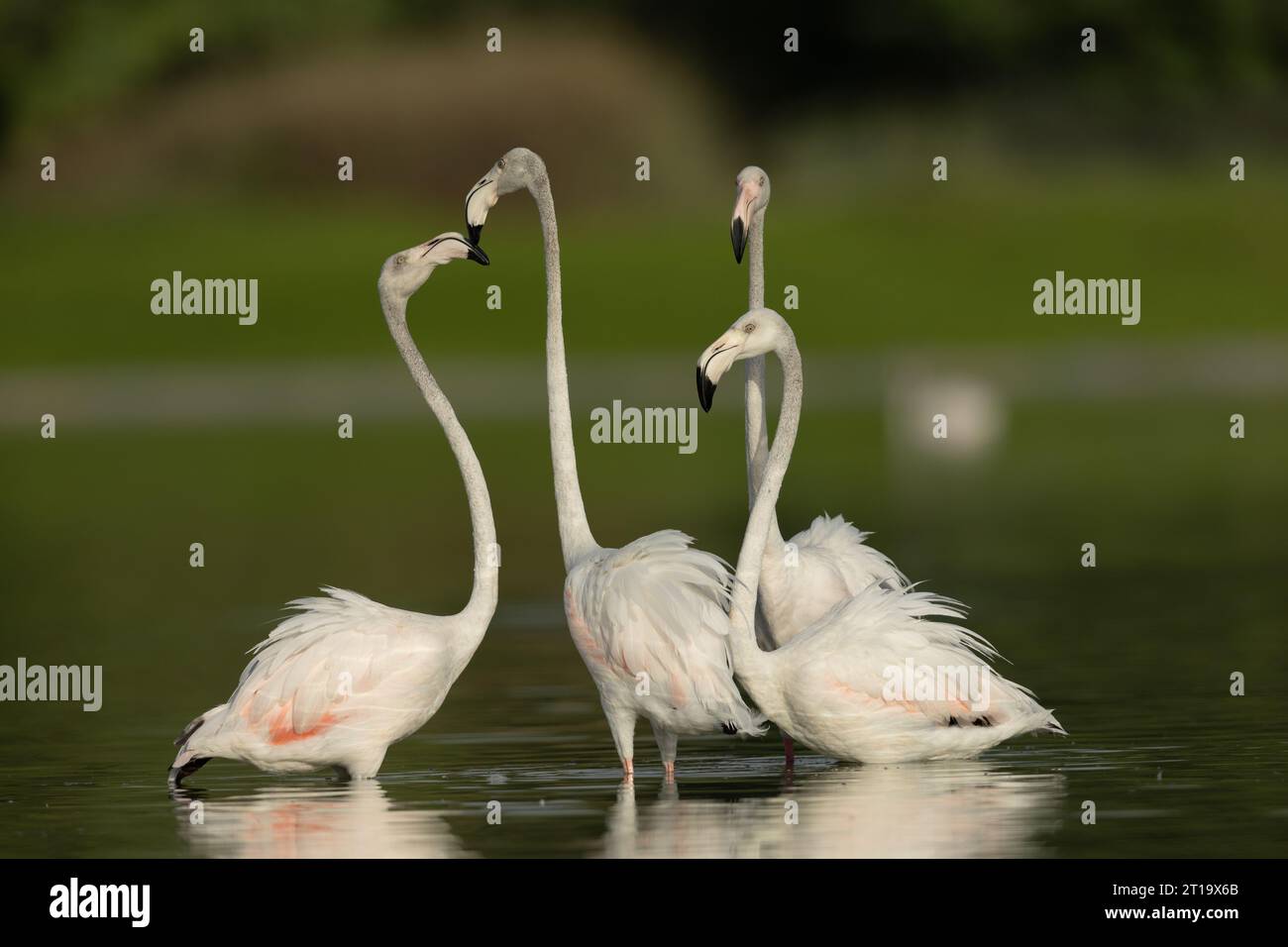 Gruppo di fenicotteri dai laghi di al Qudra Foto Stock