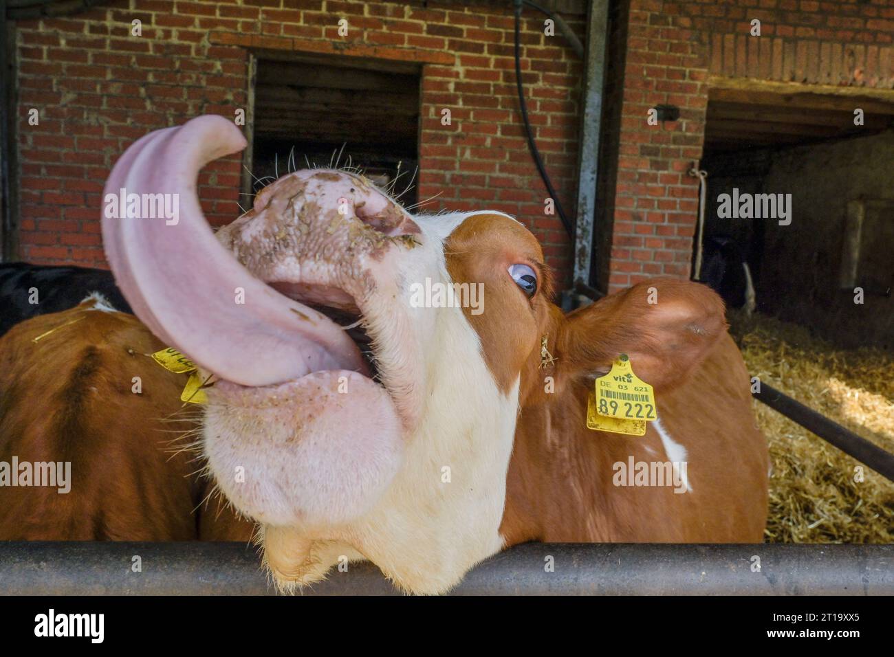Hausrinder, Kühe im Stall, Niedersachsen, Deutschland Foto Stock