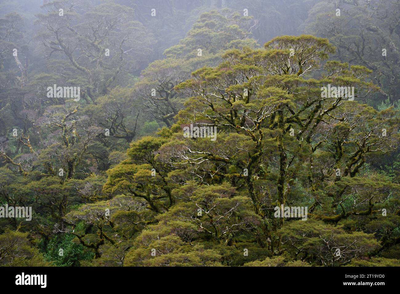 Alberi della foresta pluviale presso lo spartiacque nel Fiordland National Park, South Island, nuova Zelanda. Foto Stock