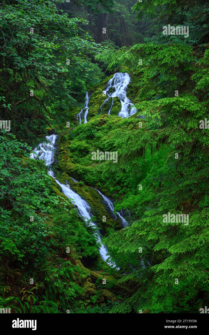 Cascate Bunch nell'Olympic National Park, Washington, USA. Foto Stock