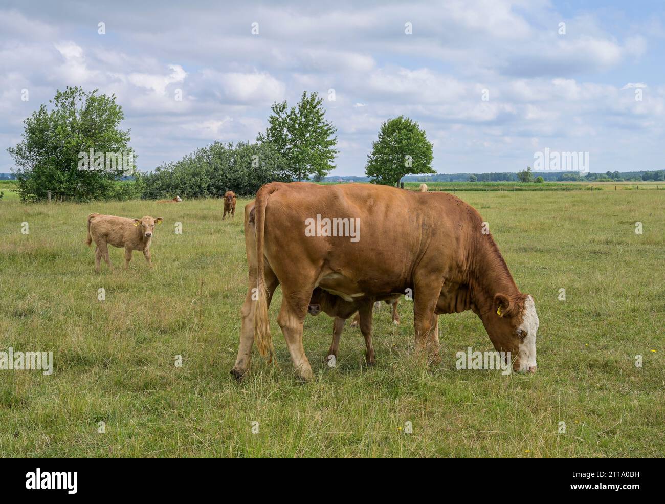 Kühe, Weide, Oberes Altmühltal, Bayern, Deutschland Foto Stock