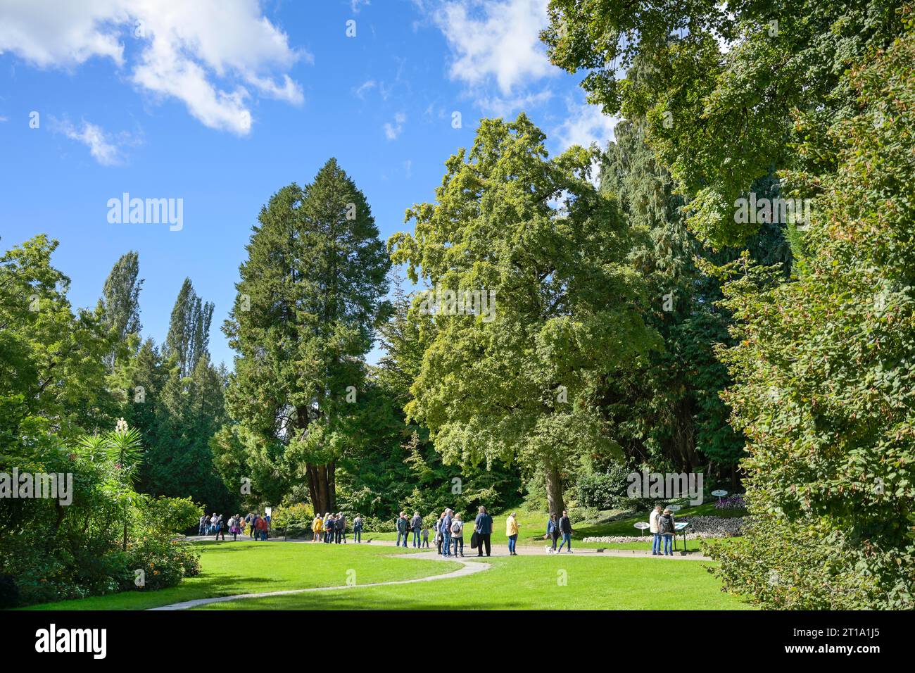 Bäume, Ufergarten, Insel Mainau, Baden-Württemberg, Deutschland Foto Stock