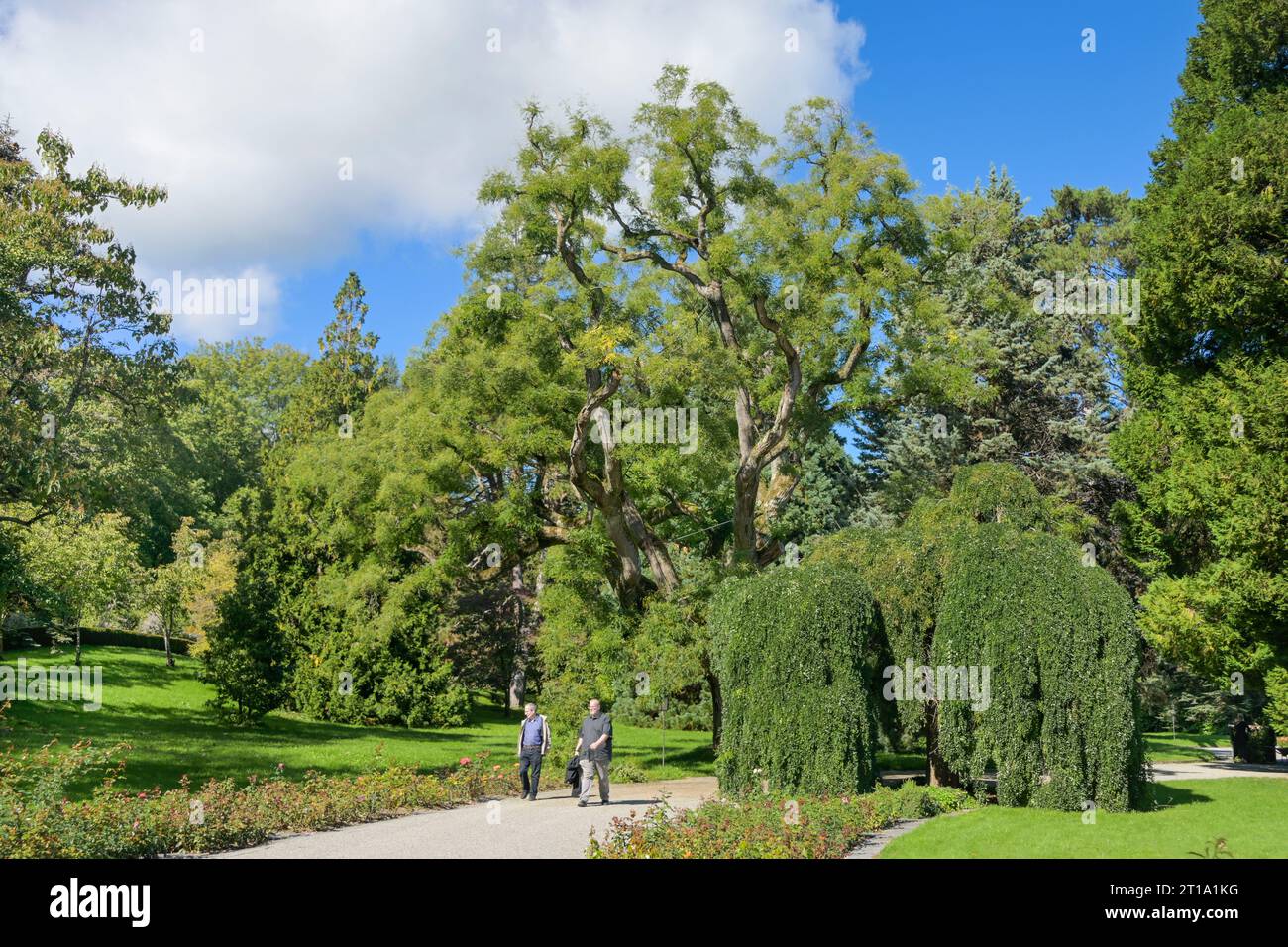 Bäume, Ufergarten, Insel Mainau, Baden-Württemberg, Deutschland Foto Stock