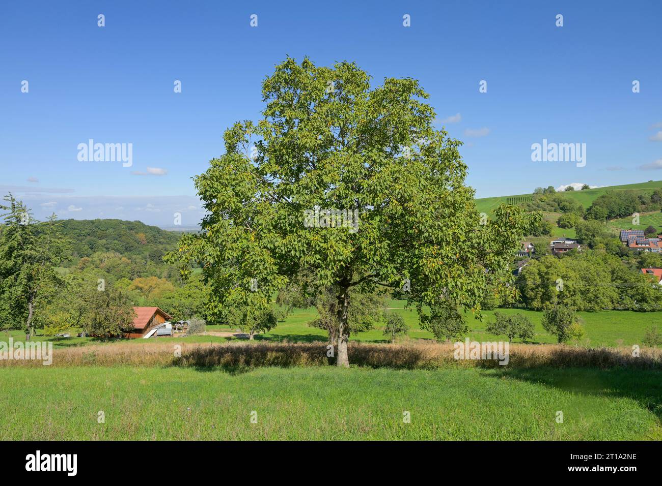 Wiese, Edelkastanie (Castanea sativa) bei Lipburg, Badenweiler, Markgräflerland, Baden-Württemberg, Deutschland Foto Stock