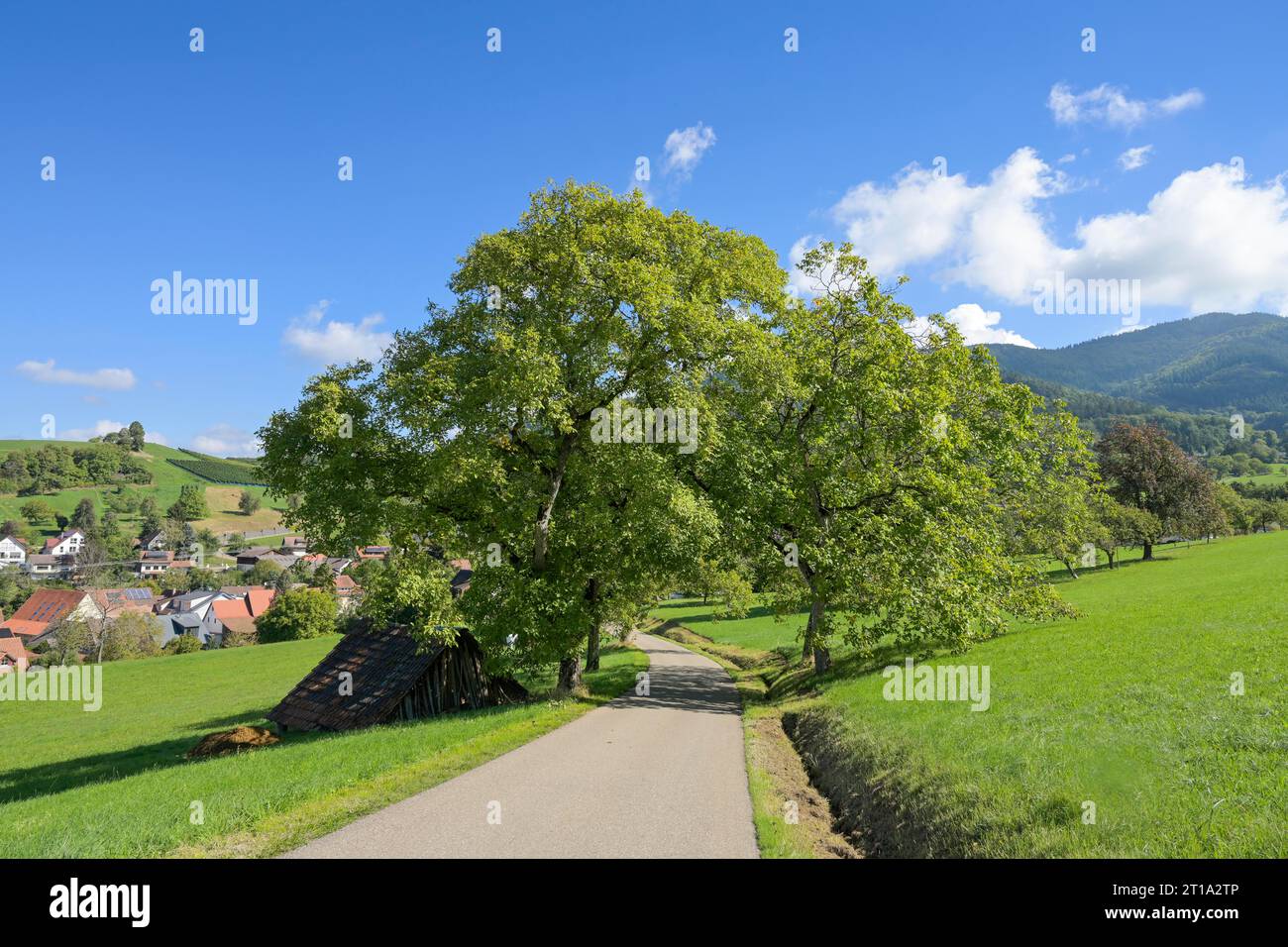 Feldweg, Landstraße, Edelkastanie (Castanea sativa) bei Lipburg, Badenweiler, Markgräflerland, Baden-Württemberg, Deutschland Foto Stock