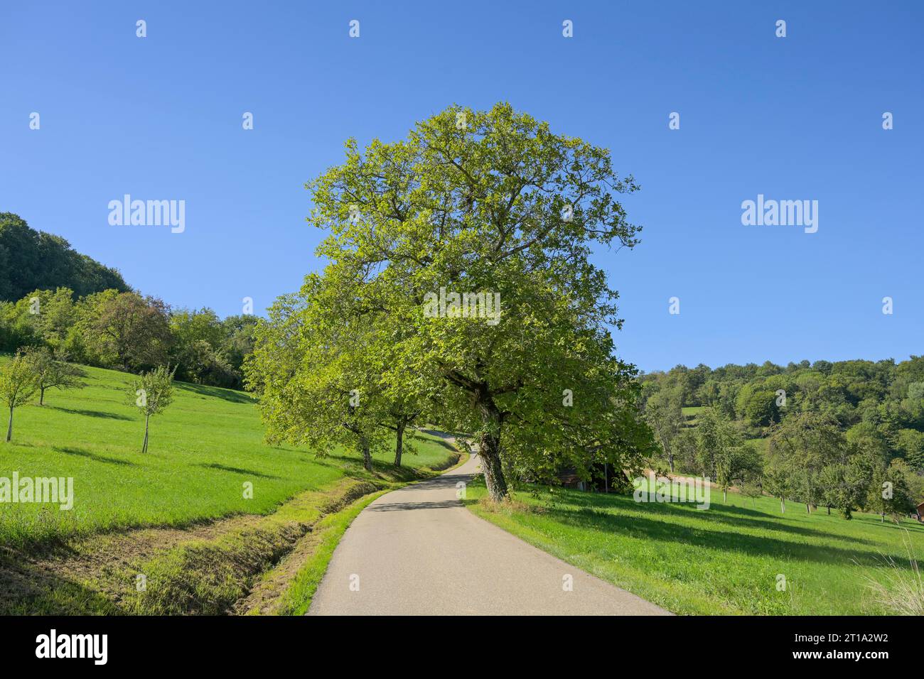 Feldweg, Landstraße, Edelkastanie (Castanea sativa) bei Lipburg, Badenweiler, Markgräflerland, Baden-Württemberg, Deutschland Foto Stock