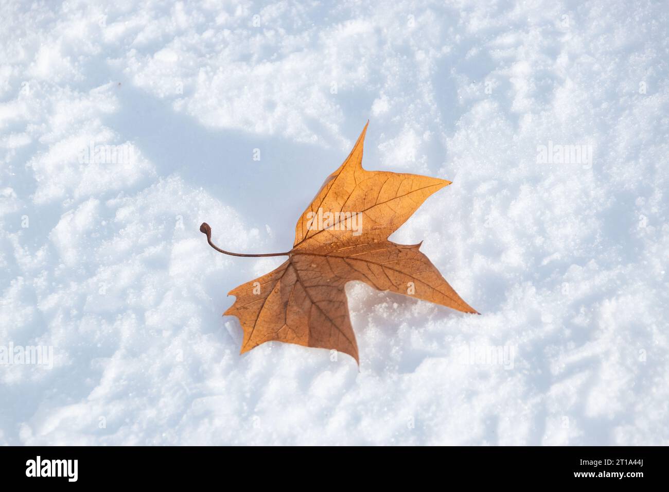 foglie autunnali sulla neve Foto Stock