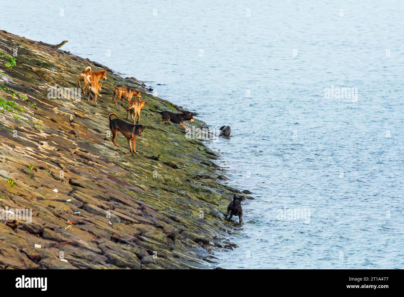 Un branco di cani selvatici insegue una lontra femminile solitaria mentre cerca di lasciare il mare, Singapore Foto Stock