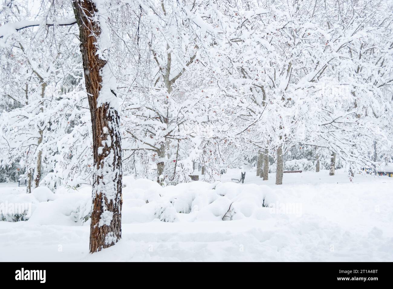 neve sugli alberi Foto Stock