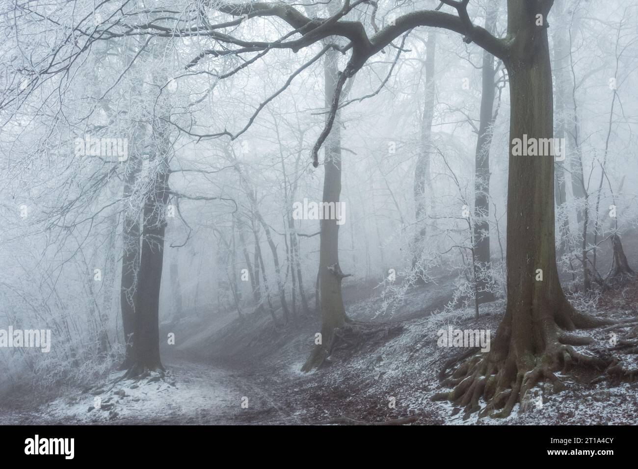 Un bellissimo paesaggio boschivo innevato in inverno. Foto Stock