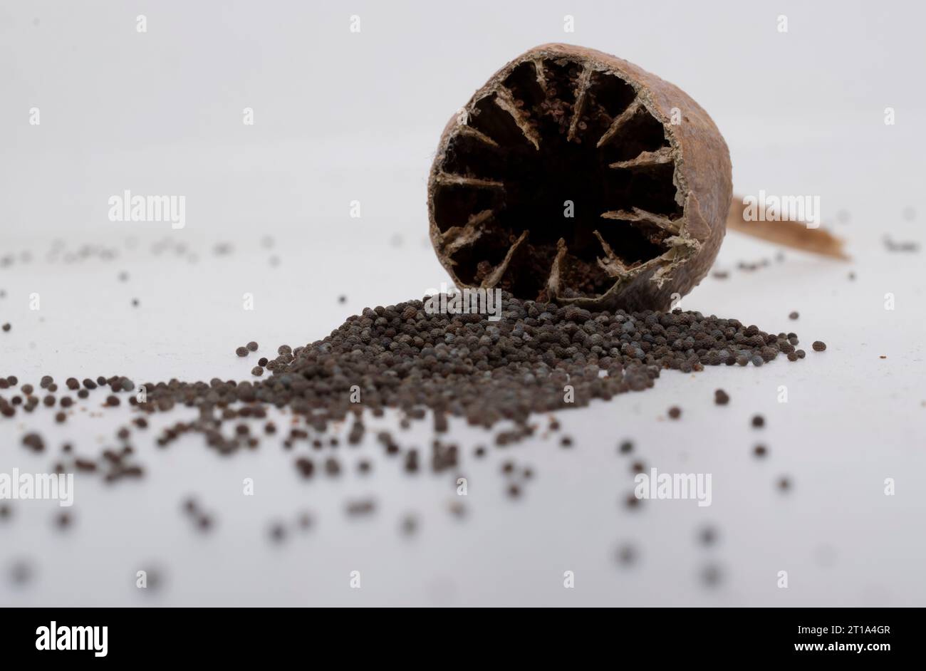 Testa di papavero e semi di papavero Foto Stock