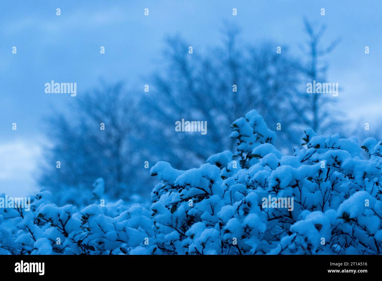 neve sugli alberi Foto Stock