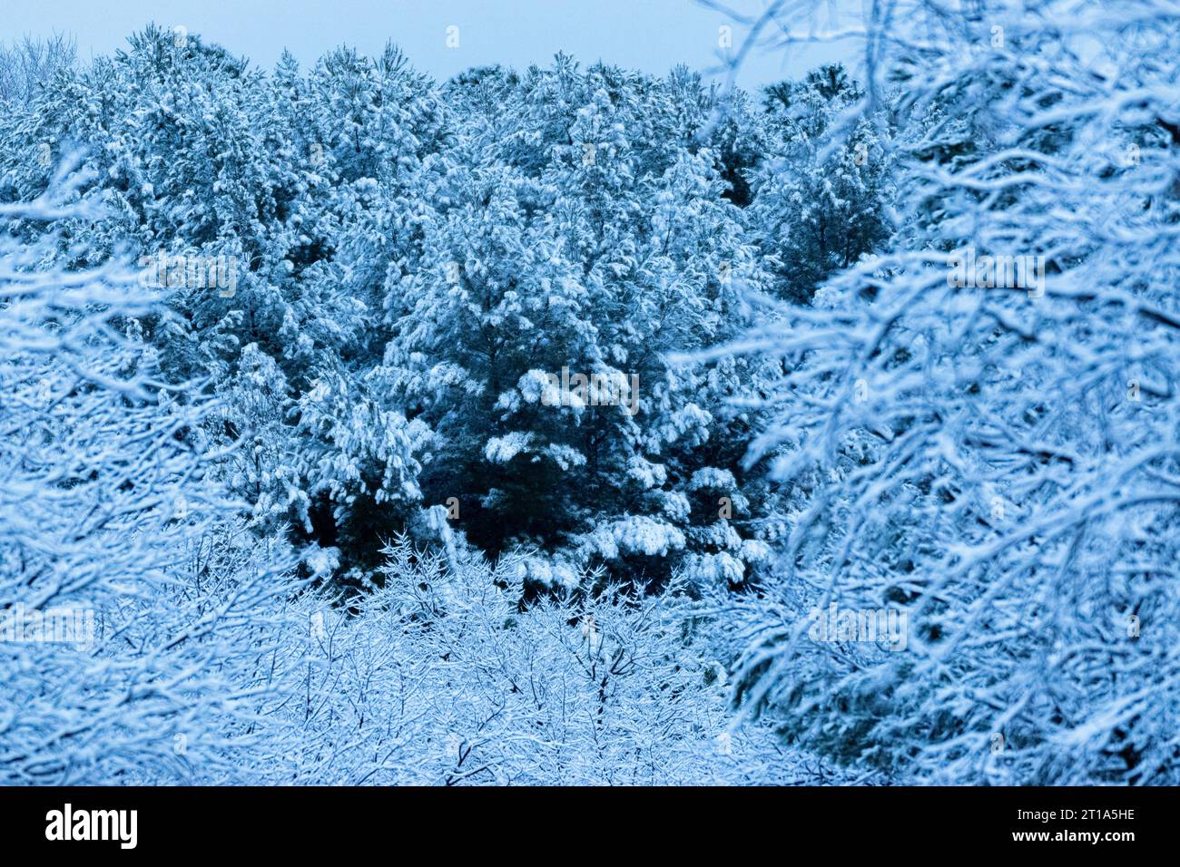 neve sugli alberi Foto Stock