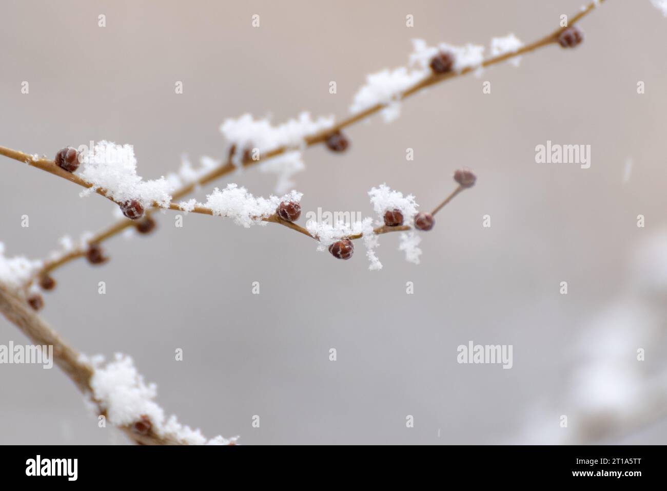 Ramo di albero in inverno Foto Stock