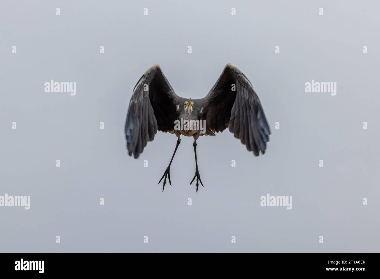 L'airone grigio "Ardea cinerea" che vola appena decollato. Grandi occhi gialli rivolti in avanti. Gambe che penzolano nell'aria e alette piegate. Irlanda Foto Stock