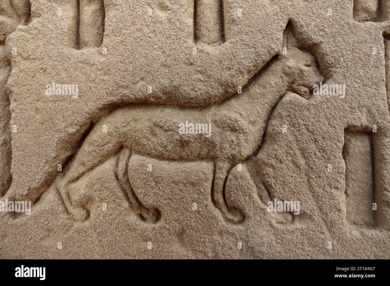 Primo piano di Cat in lavori di soccorso su blocchi al Tempio di Dendera, vicino a Qena, Egitto Foto Stock