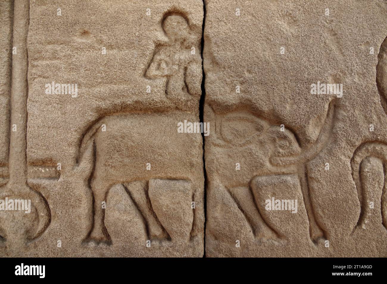 Uomo a cavallo di Elefante mostrato in lavori di rilievo su blocchi al Tempio di Dendera, vicino a Qena, Egitto Foto Stock