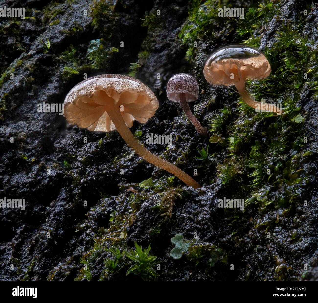 Tre piccoli funghi che crescono sulla corteccia di un albero dopo una pioggia. Il cappuccio a fungo più grande è largo solo 4 mm. Foto Stock