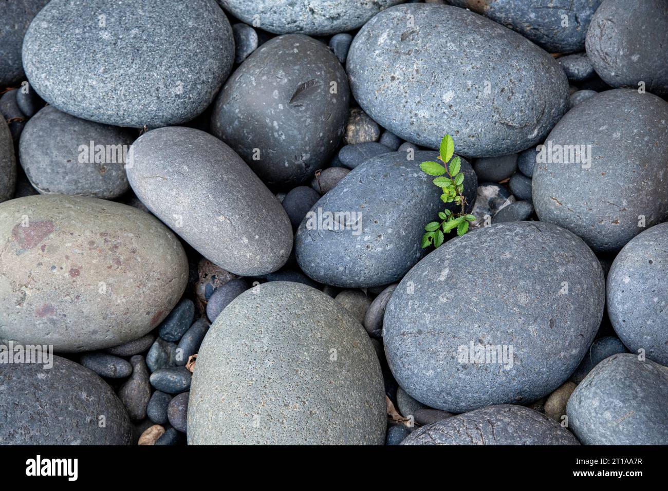 Piantine di olmo cinese (Ulmus parvifolia) che crescono tra le rocce. Foto Stock