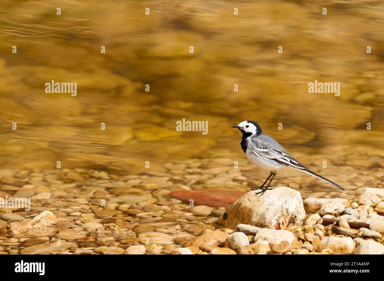 Coda bianca (Motacilla alba) su una roccia vicino alla riva del fiume Gorgos vicino a Llíber (valle Vall de Pop, Marina alta, Alicante, Spagna, Europa) Foto Stock