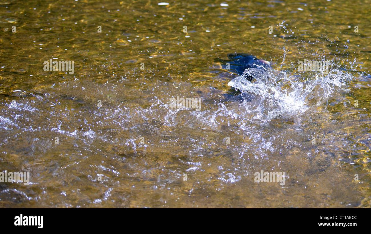 Salmone Run nel fiume Ganaraska presso la scaletta per pesci della diga di Corbetts, Port Hope ON. Canada Foto Stock
