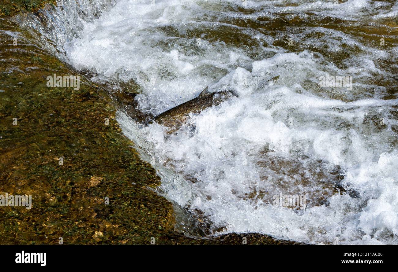 Salmone Run nel fiume Ganaraska presso la scaletta per pesci della diga di Corbetts, Port Hope ON. Canada Foto Stock