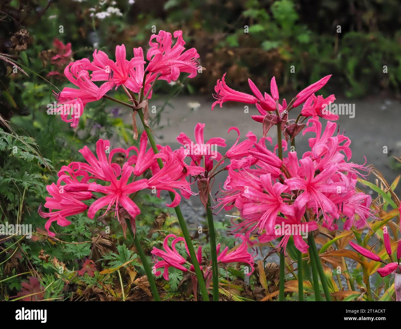 Fiori rosa nelle teste in fiore autunnale del bulbo resistente, Nerine "Zeal Giant" Foto Stock