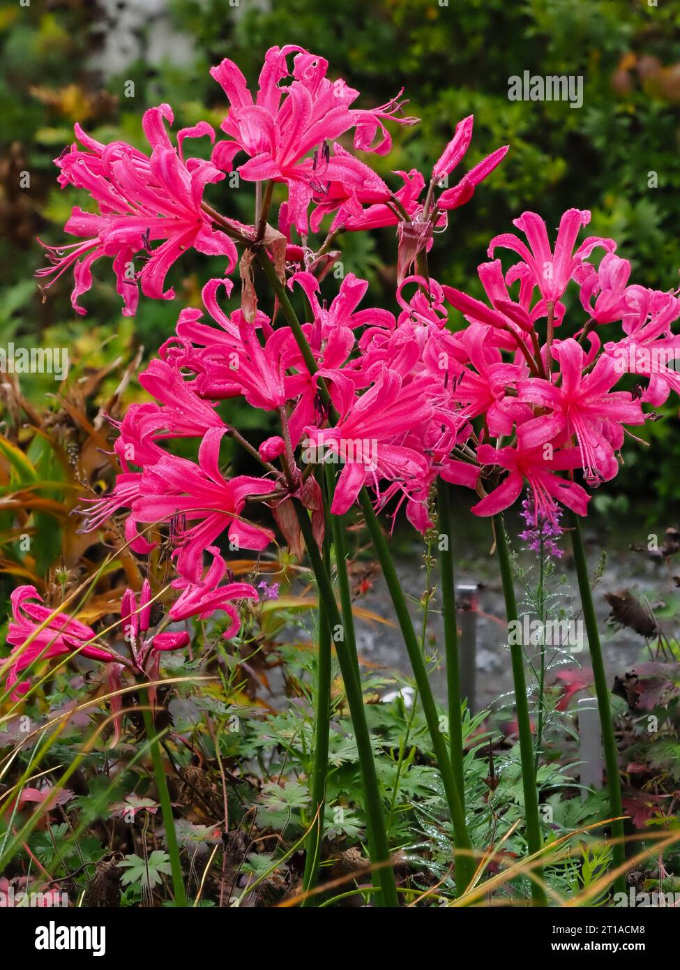 Fiori rosa nelle teste in fiore autunnale del bulbo resistente, Nerine "Zeal Giant" Foto Stock