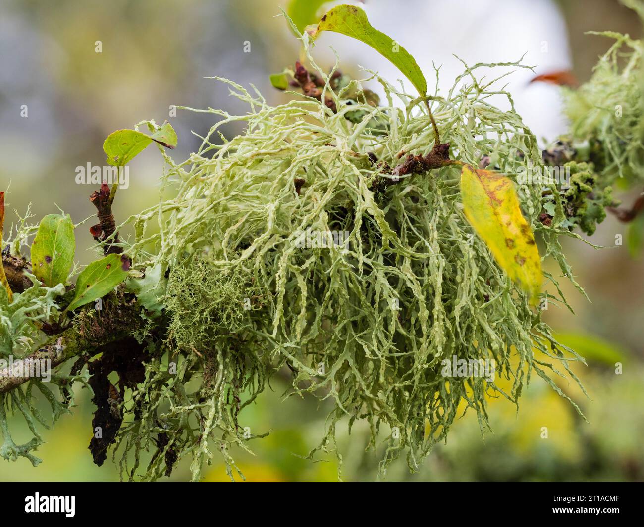 Rami stretti verdi gialli e sorali ovali del lichen britannico frutticoso Ramalina farinacea su un ramo del Malus 'Comtessa de Paris' Foto Stock