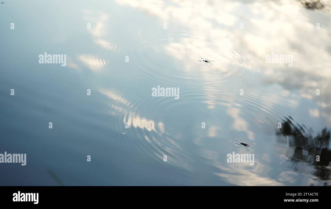 Gli insetti dello strider galleggiano sull'acqua. Gli insetti galleggiano sull'acqua come skater. Fantastico mondo della natura Foto Stock