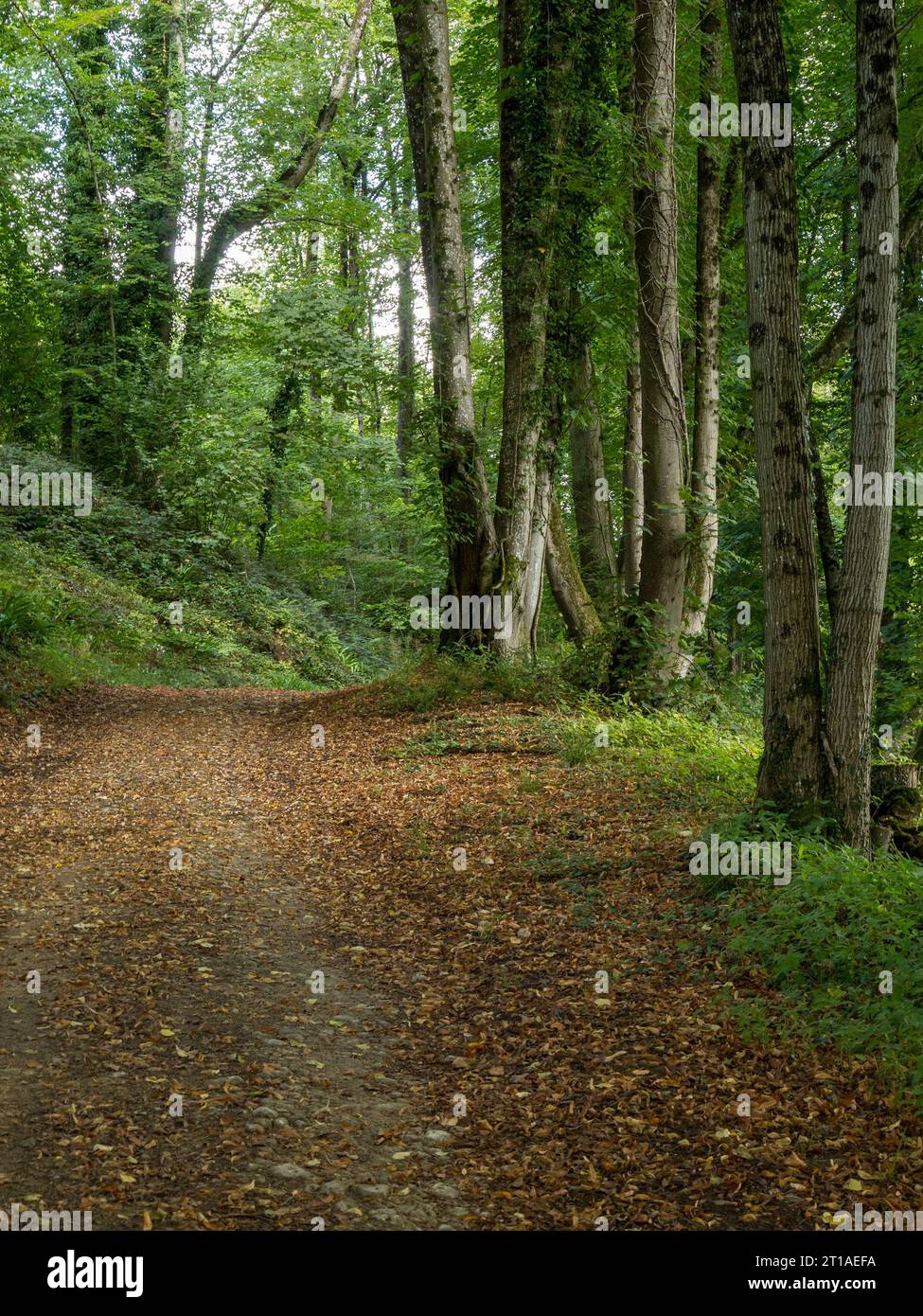 Sentiero boschivo con faggi, Lower Lodge Wood, Newark Park, Wotton Under Edge, Gloucestershire, Regno Unito. Foto Stock