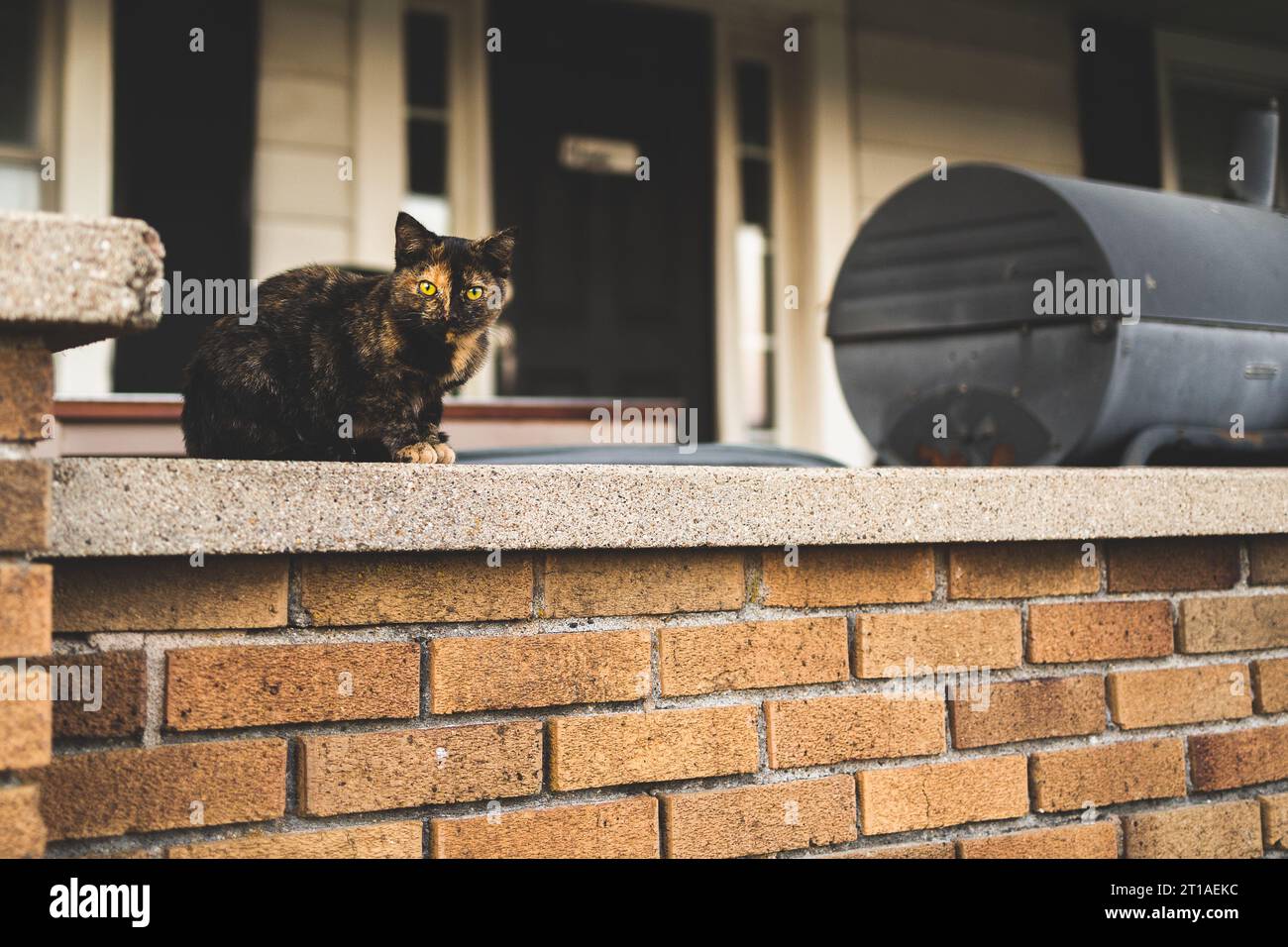 Un piccolo gatto domestico a pelo corto nero, giallo e arancione si trova in cima a un vecchio muro di mattoni arancioni su un portico di fronte rurale. Sentimenti di Halloween Foto Stock