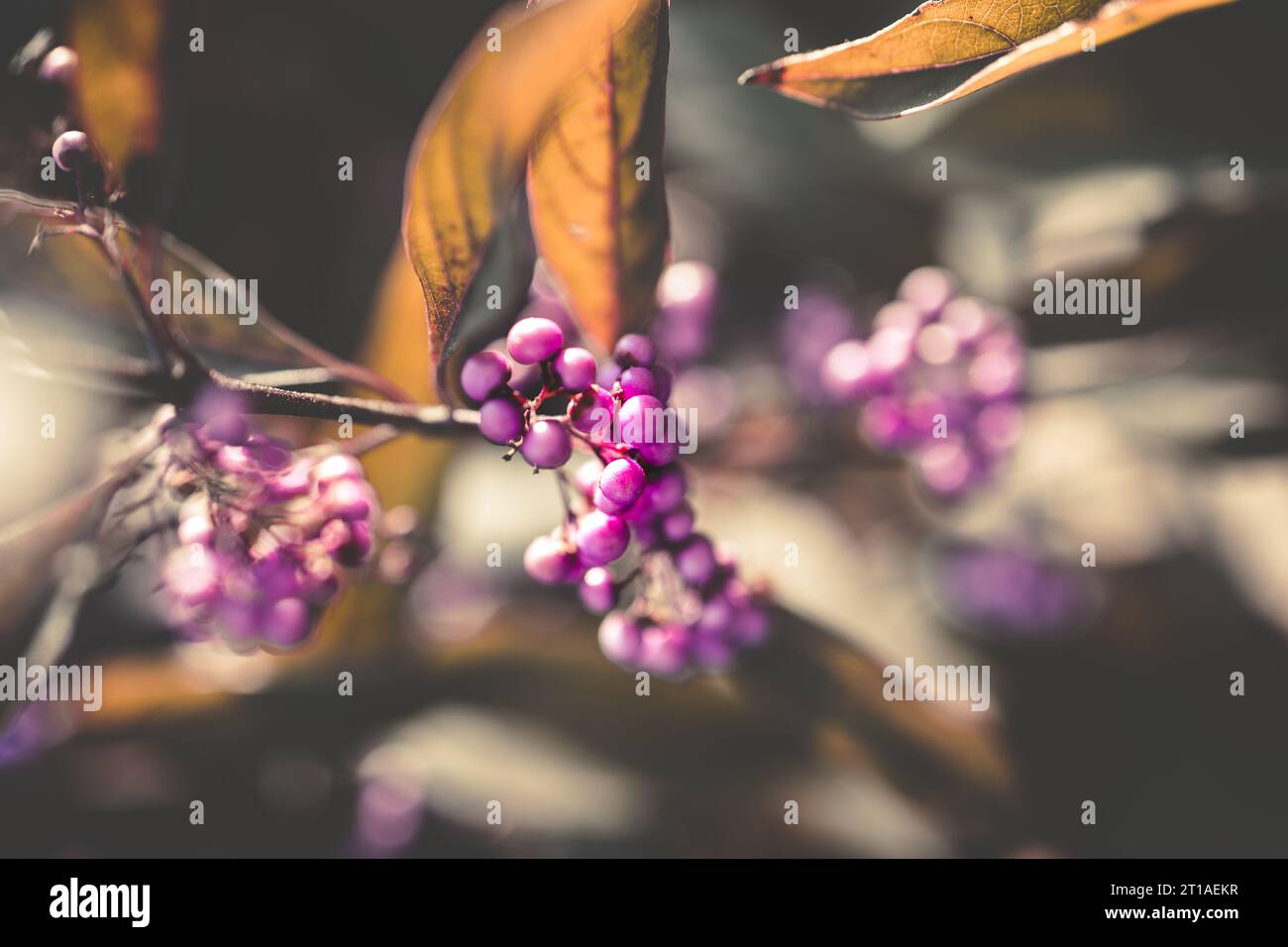Una bacca di bellezza Pearl Glam che mostra profondi frutti di magenta e foglie di bronzo alla luce del tardo pomeriggio. Qui ci sono molte sfumature autunnali Foto Stock
