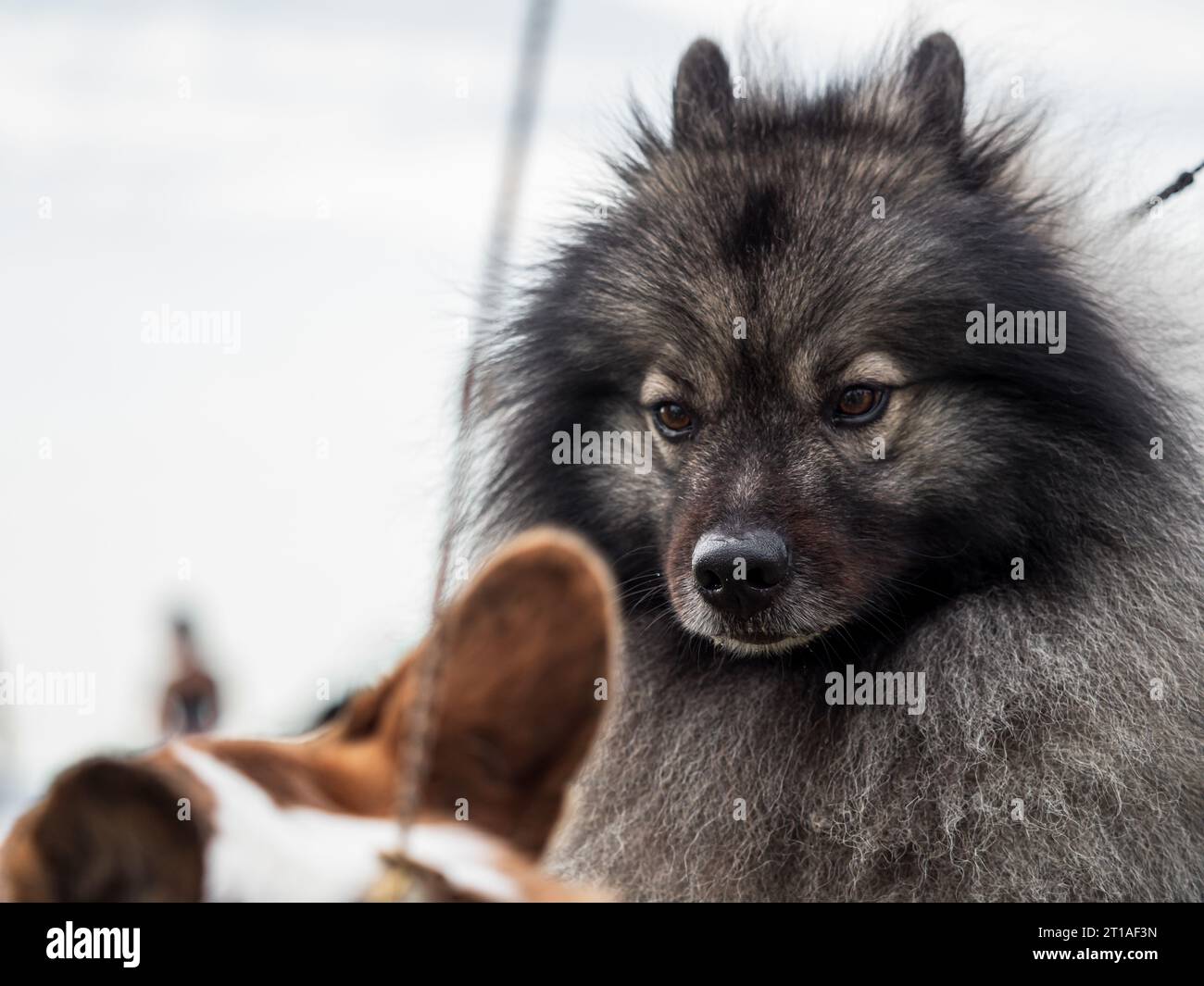 Bellissimi cani a una mostra all'aperto. Diverse razze di cani. Foto Stock