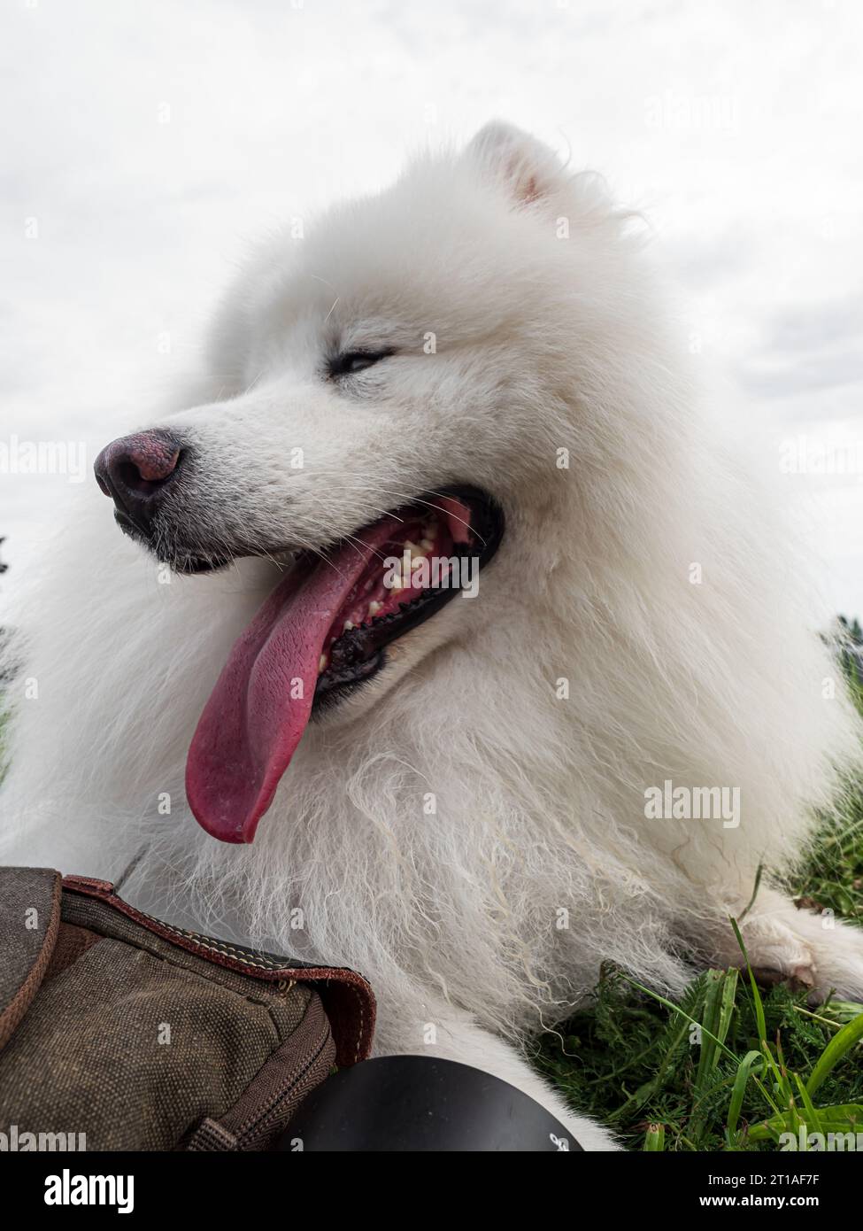 Bellissimi cani a una mostra all'aperto. Diverse razze di cani. Foto Stock
