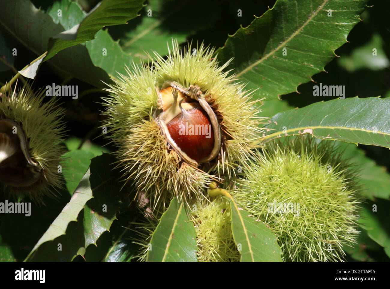 Italien, Südtirol 11. Oktober 2023 Hier der Blick auf einen Kastanienbaum, Edelkastanie Castanea sativa, auch Esskastanie und echte Kastanie, Maroni, scena *** Italia, alto Adige 11 ottobre 2023 qui la vista di un castagno, castagna dolce Castanea sativa, anche castagna dolce e vera castagna, castagne, scena. Credito: Imago/Alamy Live News Foto Stock