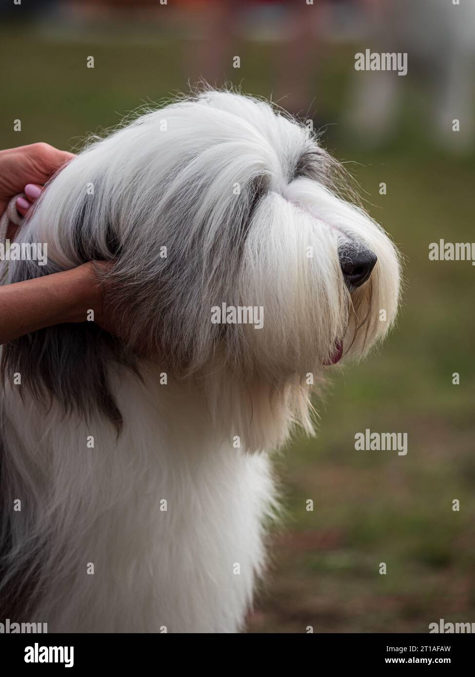 Bellissimi cani a una mostra all'aperto. Diverse razze di cani. Foto Stock