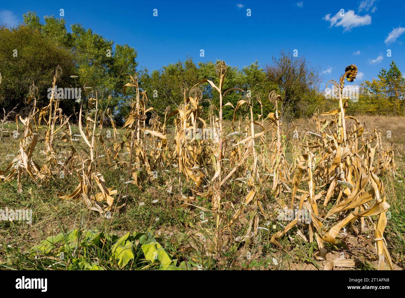 Stocchi di mais secchi dopo la stagione di raccolta. Il mais è stato raccolto, è una soleggiata giornata autunnale, che mostra uno splendido paesaggio rurale autunnale Foto Stock