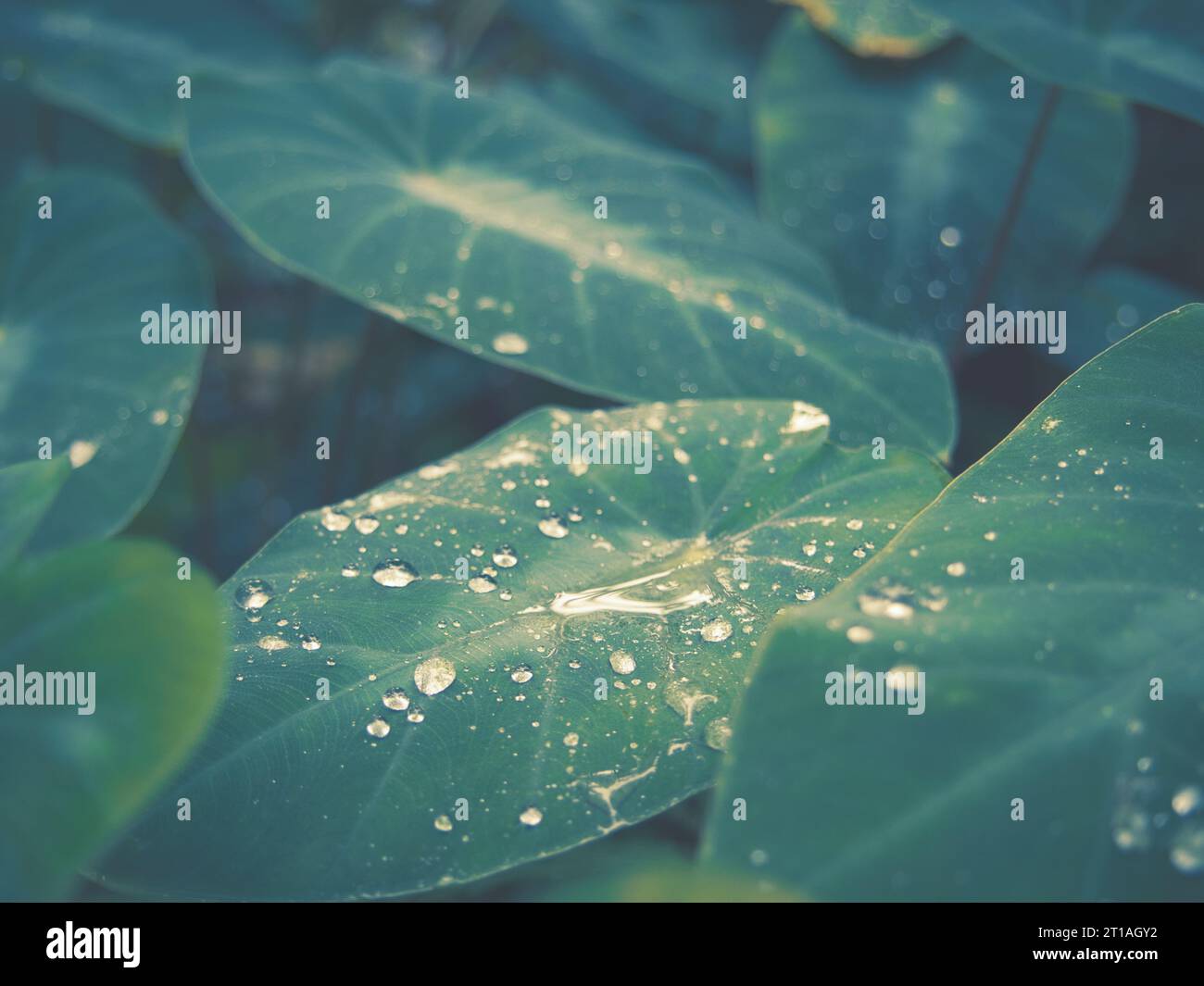 Immagine sbiadita di gocce di pioggia dewy su grandi foglie di piante di taro con orecchio di elefante, bella sfumatura di verde, alle Hawaii. Immagine per testo o sfondo. Foto Stock