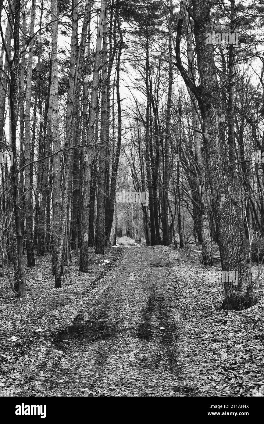 Strada di terra attraverso la foresta vuota nel parco nazionale in Polonia Foto Stock