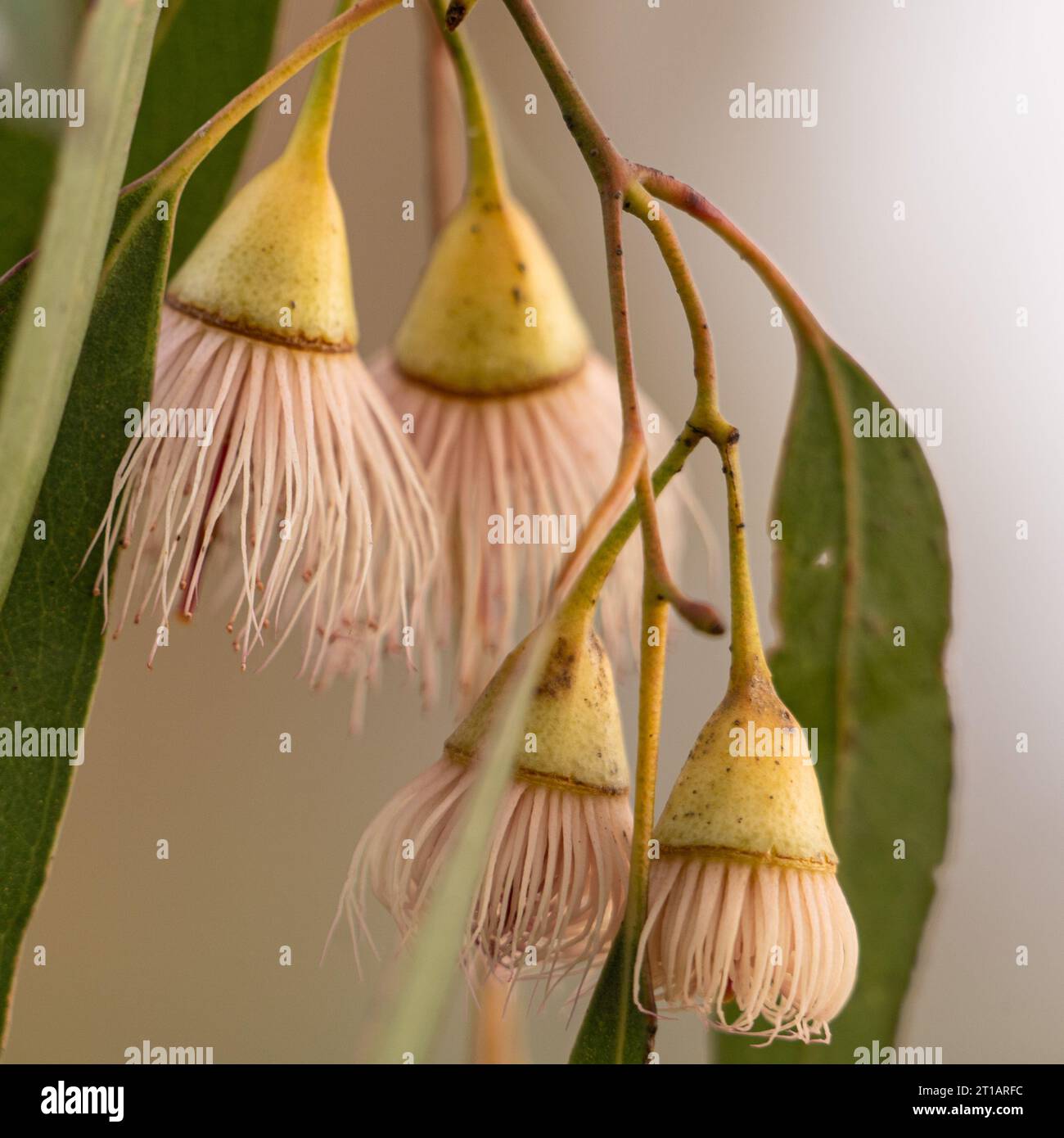 Primo piano dei delicati fiori rosa di Eucalyptus sideroxylon (mugga o ironbark rosso). Foto Stock
