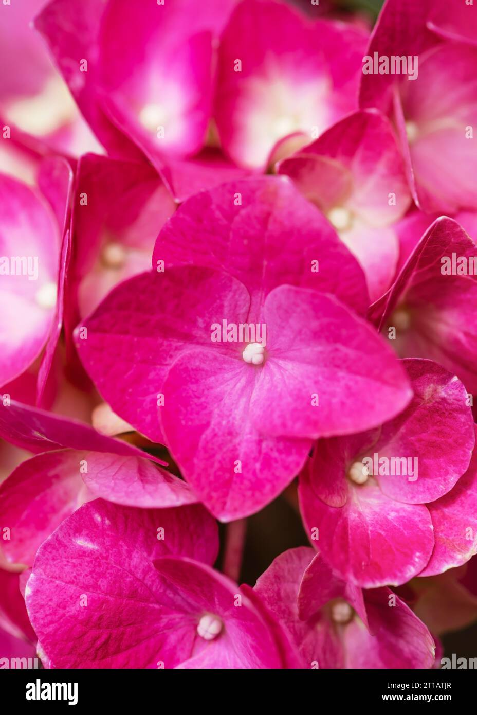 Sfondo floreale naturale di fiori rosa di Hydrangea macrophylla. Messa a fuoco selettiva. Foto Stock