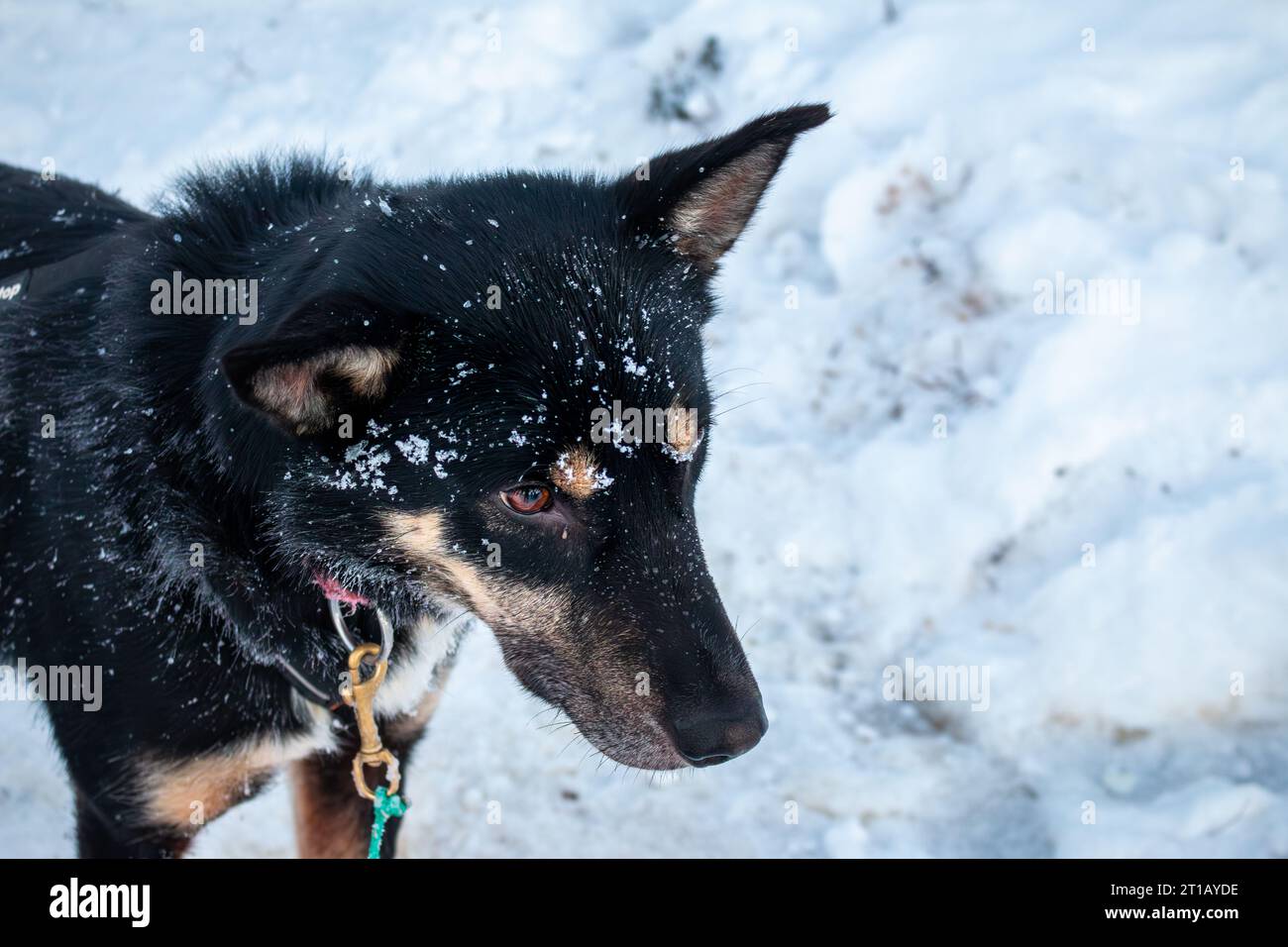 Un cane husky durante un tour in slitta trainata da cani a Kiruna, Svezia Foto Stock