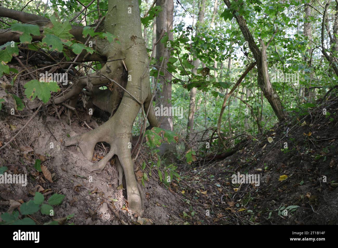 Wald 11.10.2023, Ostramondra, Wurzeln eines Baumes sind freigelegt und verzweigt *** Foresta 11 10 2023, Ostramondra, Roots of a Tree are exposed and Branched Credit: Imago/Alamy Live News Foto Stock