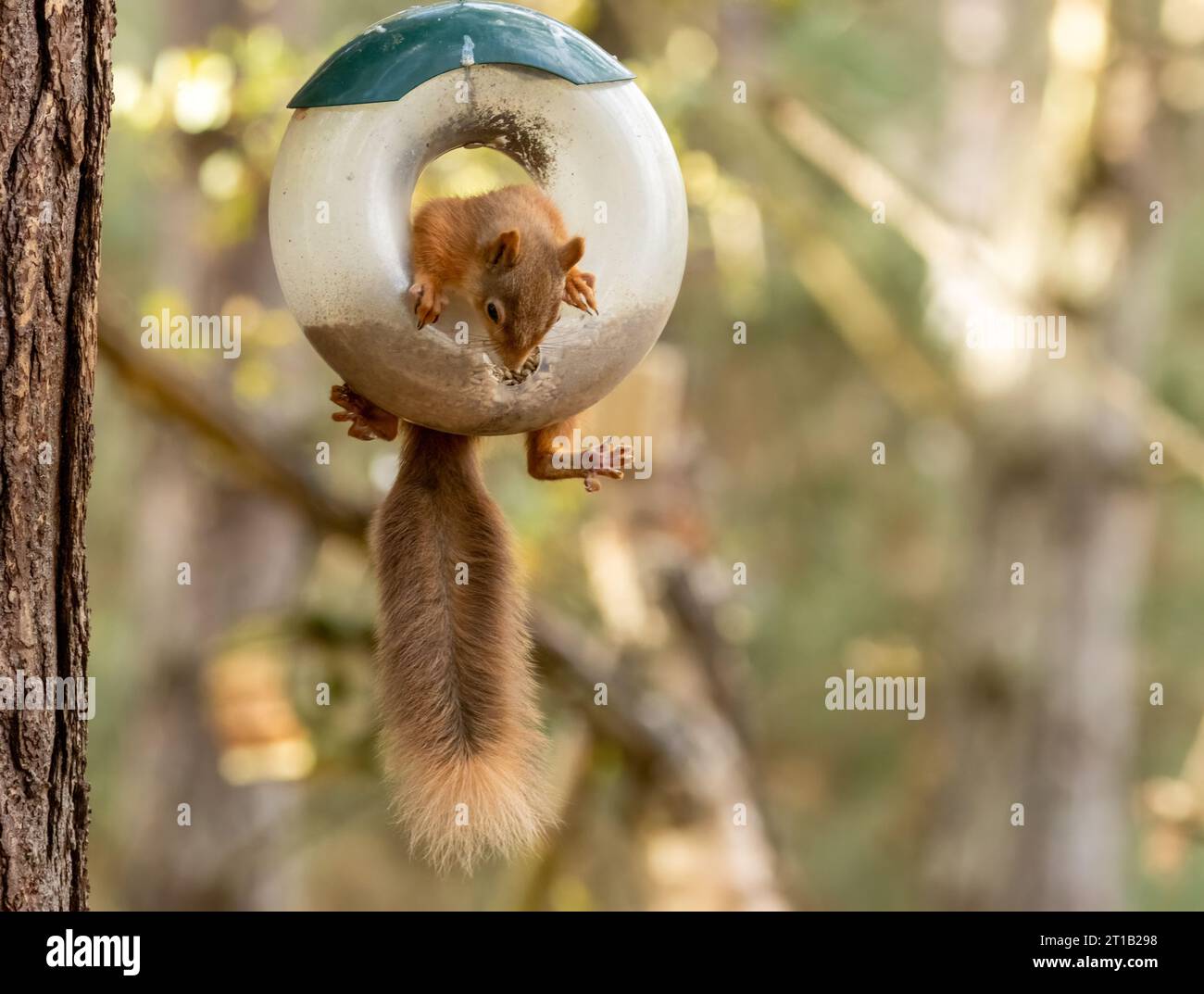 Divertente scoiattolo rosso scozzese che oscilla in un alimentatore di uccelli mangiando cuori di girasole nel bosco Foto Stock